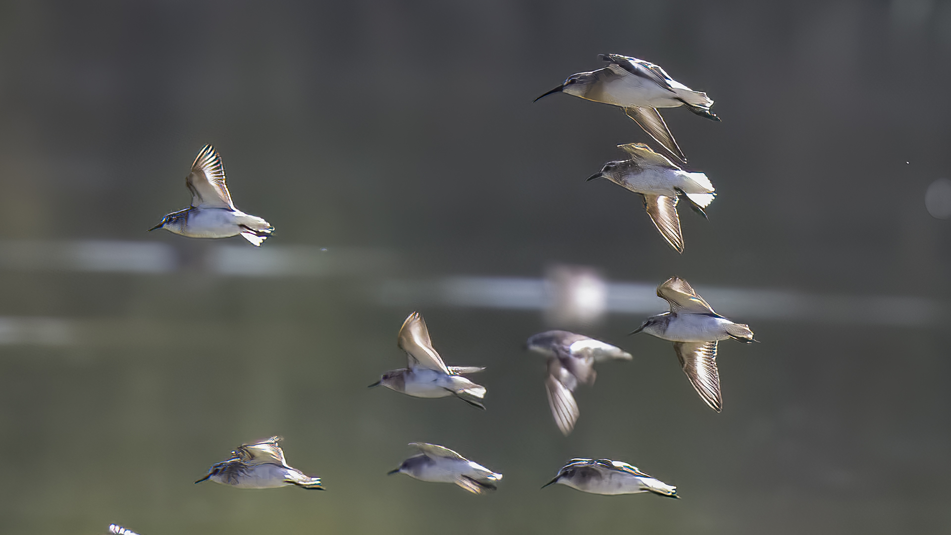 Curlew Sandpiper
