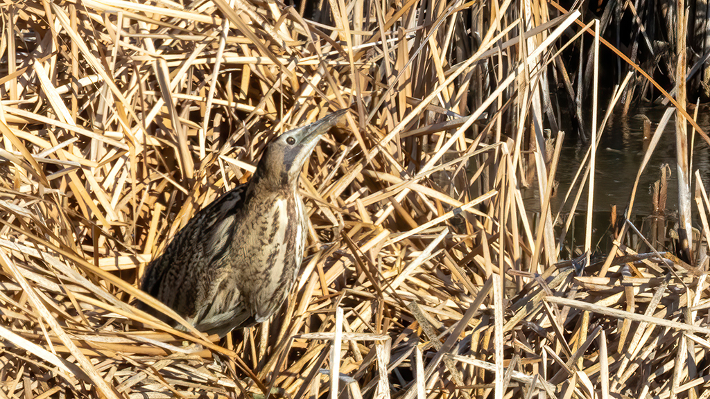 Great Bittern
