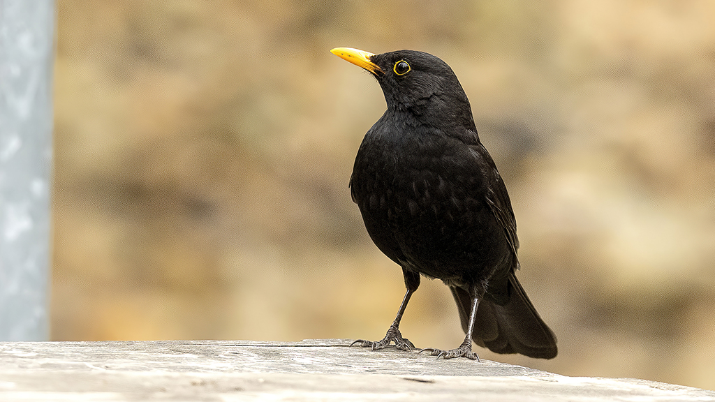Eurasian Blackbird