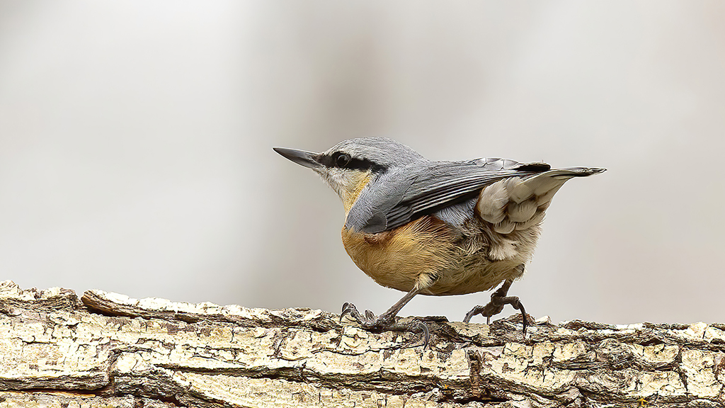 Western Rock Nuthatch