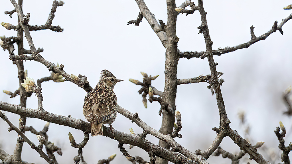 Wood Lark