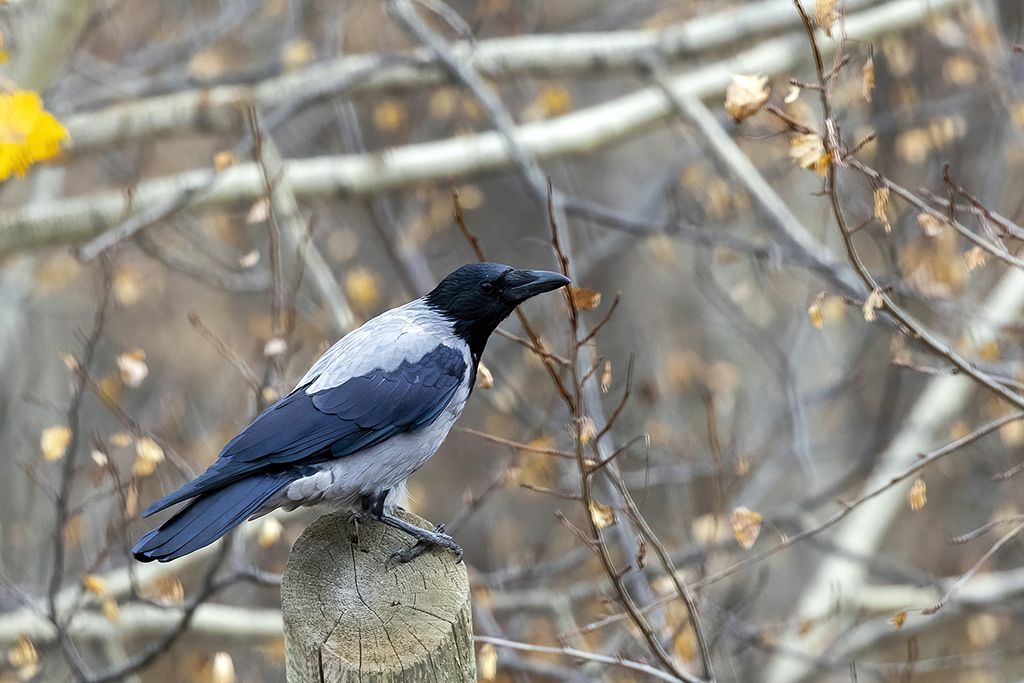 Hooded Crow
