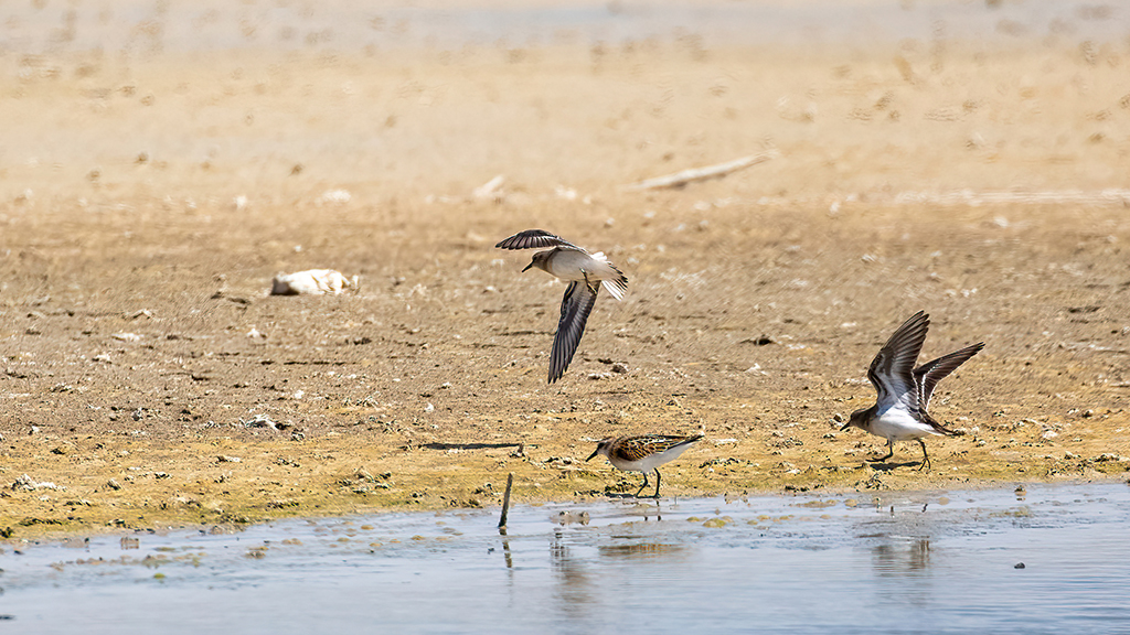 Little Stint