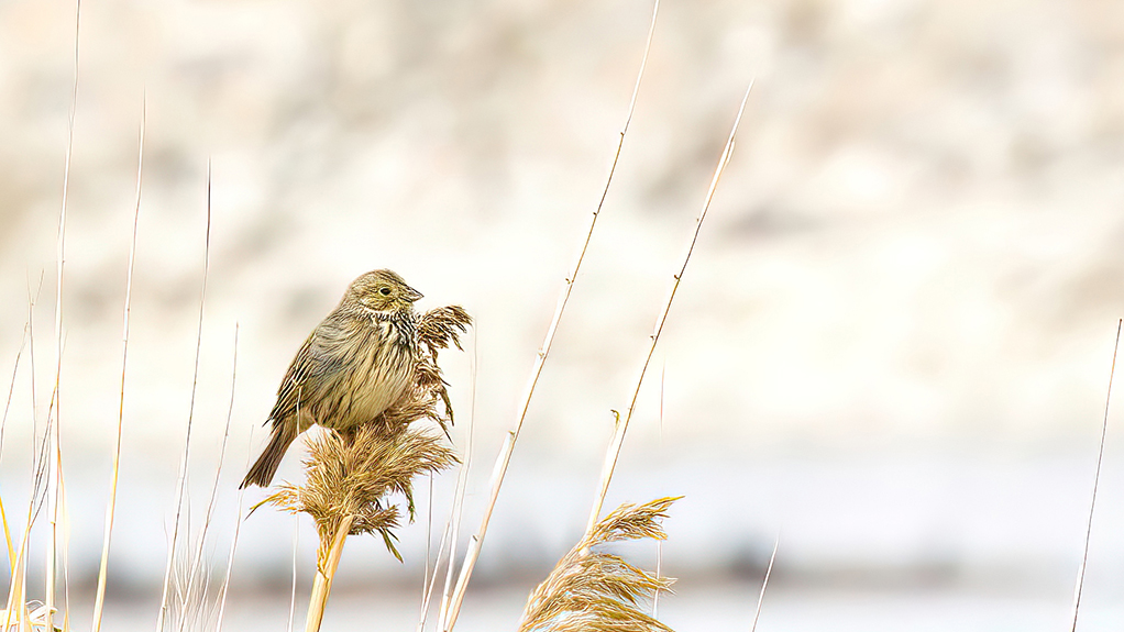 Corn Bunting