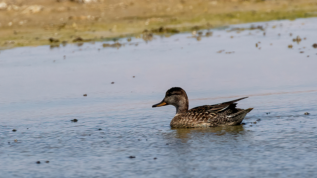 Gadwall