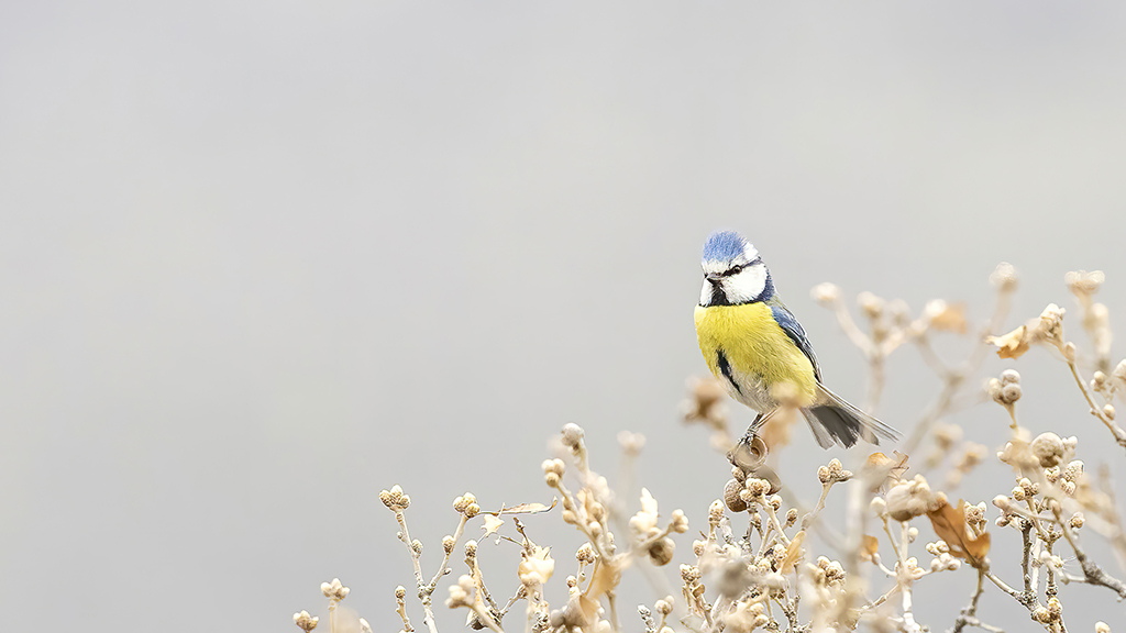 Eurasian Blue Tit