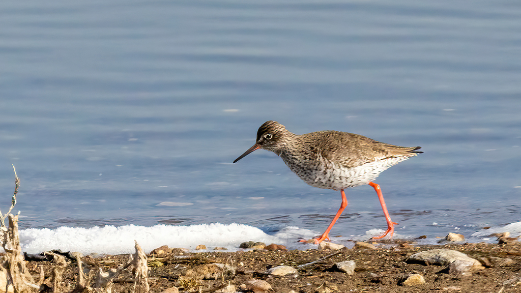 Common Redshank