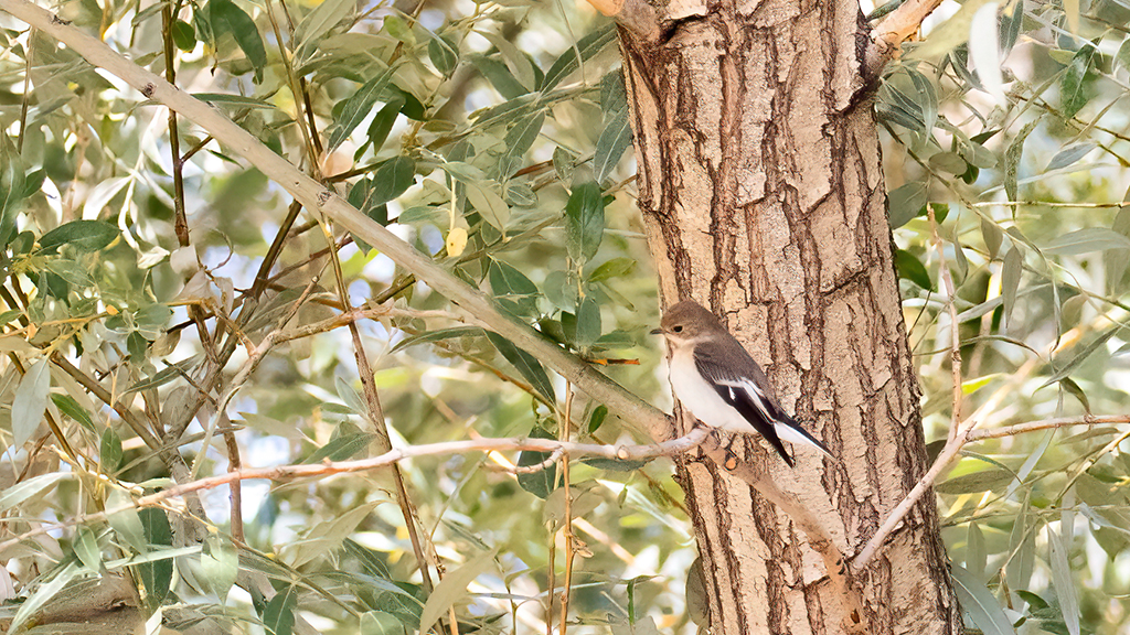 European Pied Flycatcher