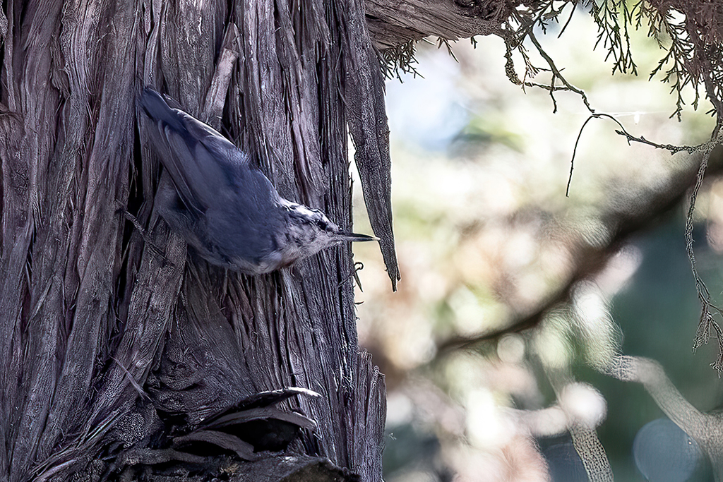 Krüper's Nuthatch