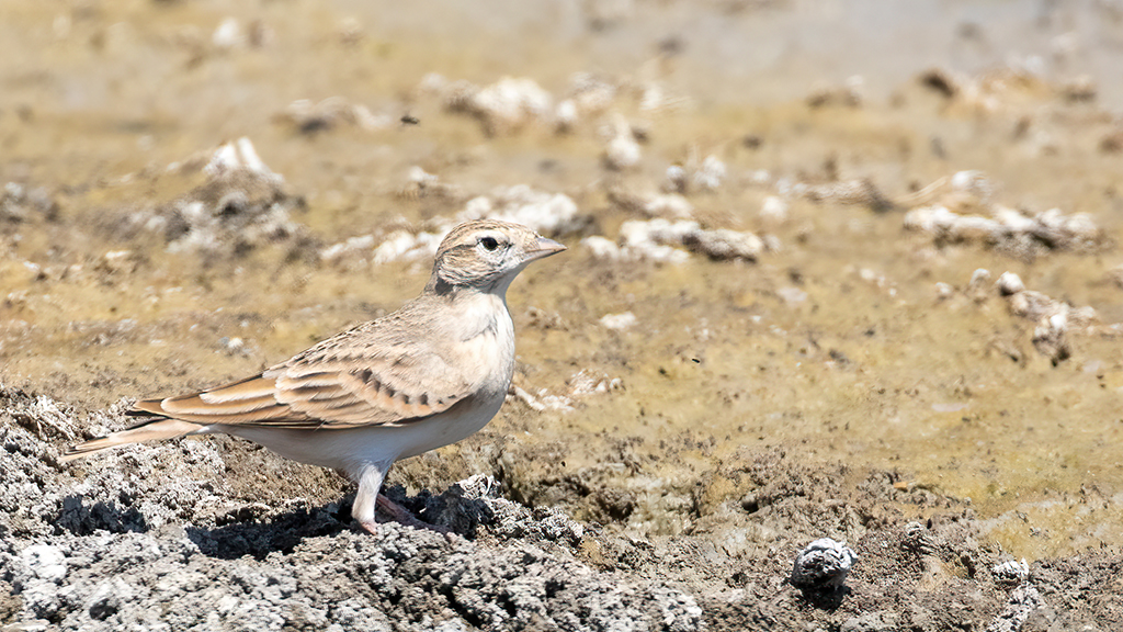 Greater Short-toed Lark