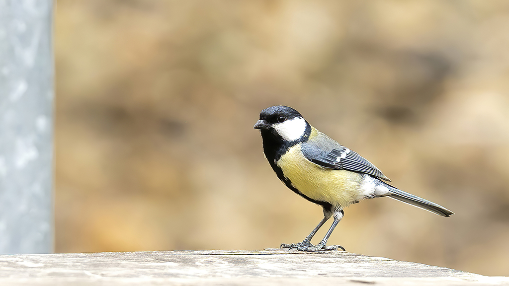 Great Tit