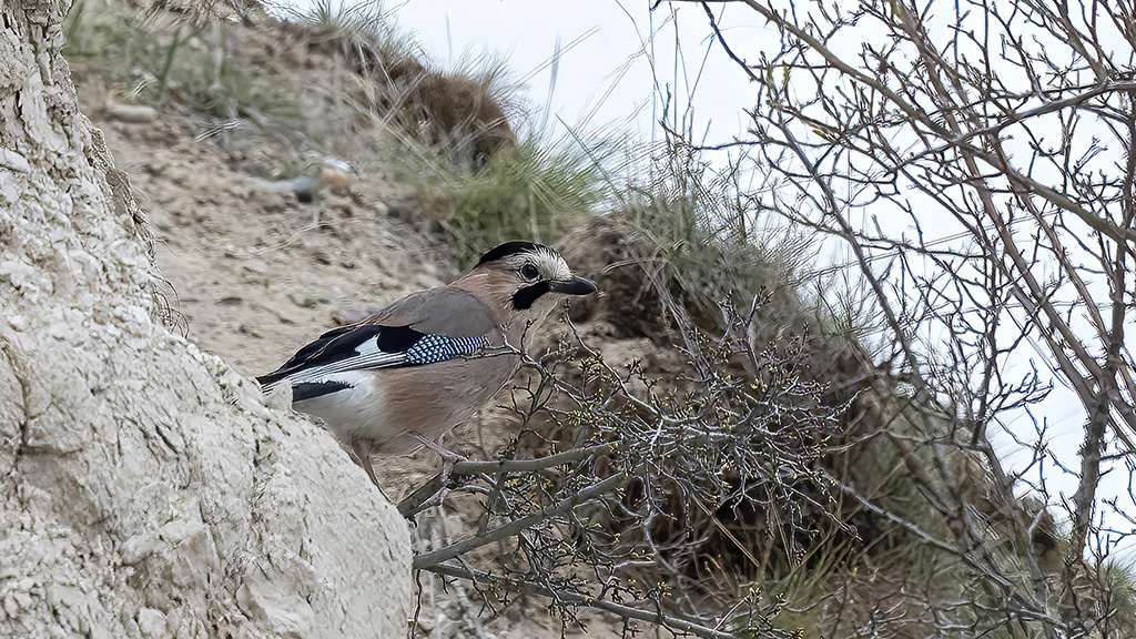 Eurasian Jay