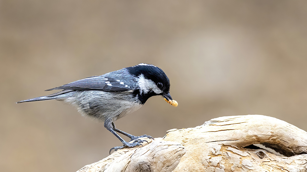 Coal Tit