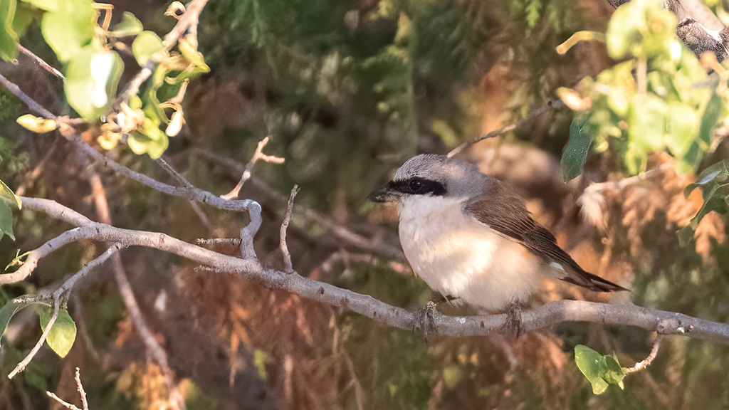 Red-backed Shrike