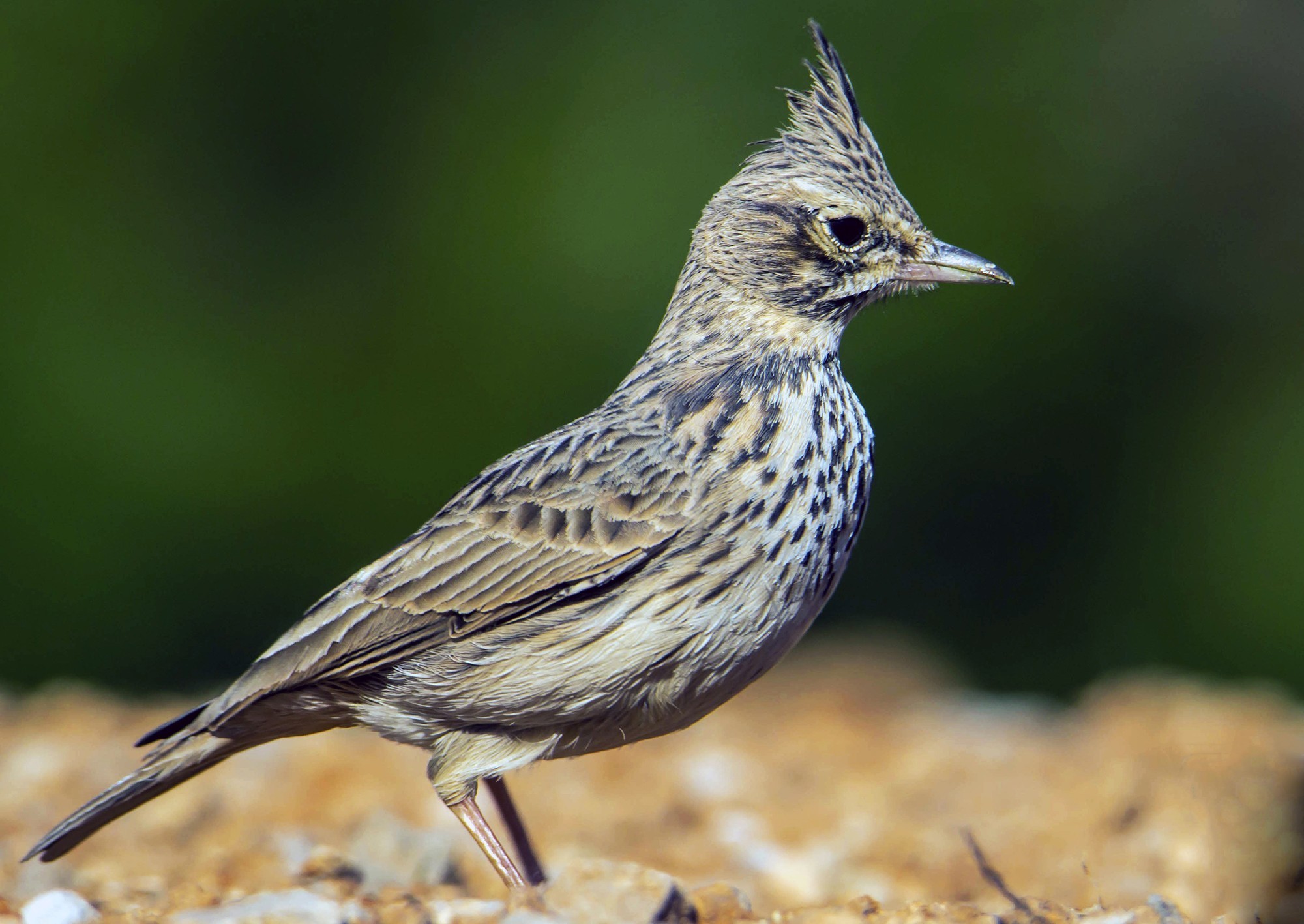 Crested Lark