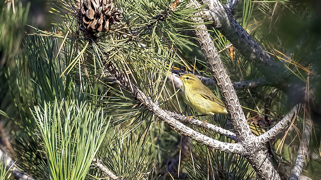 Willow Warbler