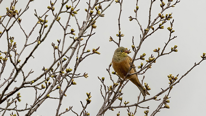 Ortolan Bunting