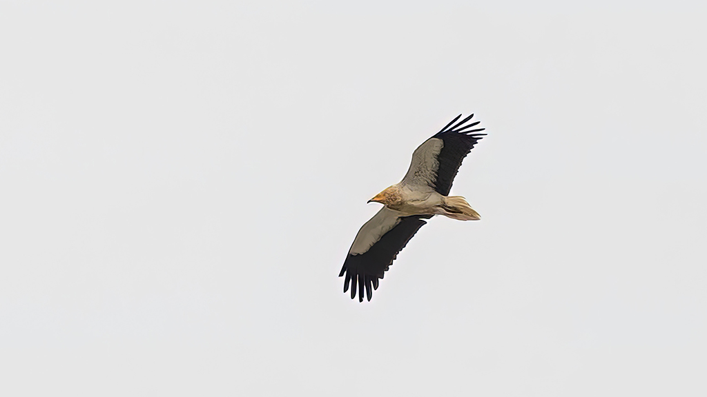 Egyptian Vulture