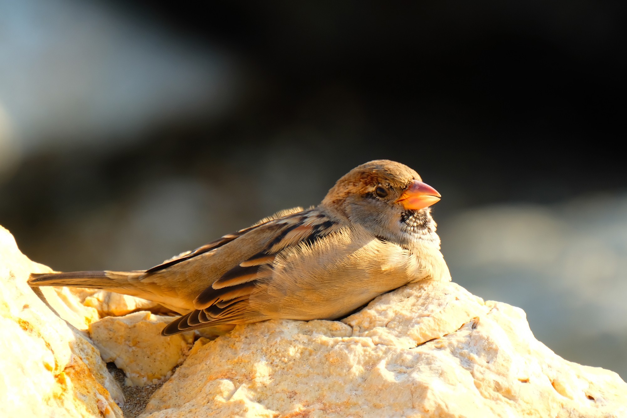 Eurasian Tree Sparrow