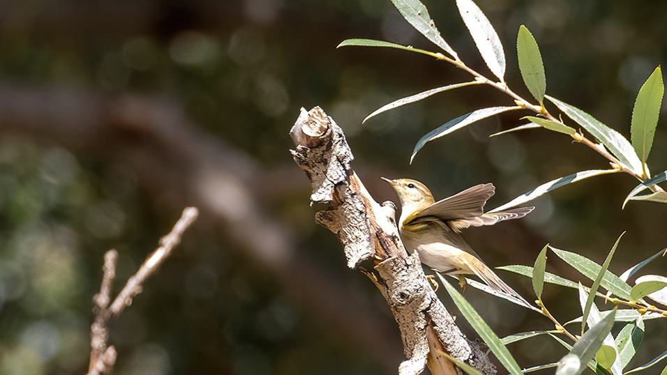 Willow Warbler