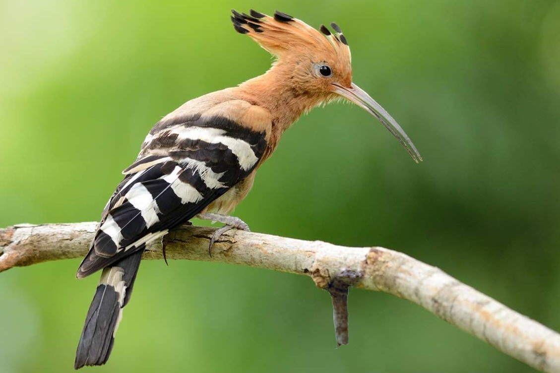 Common Hoopoe