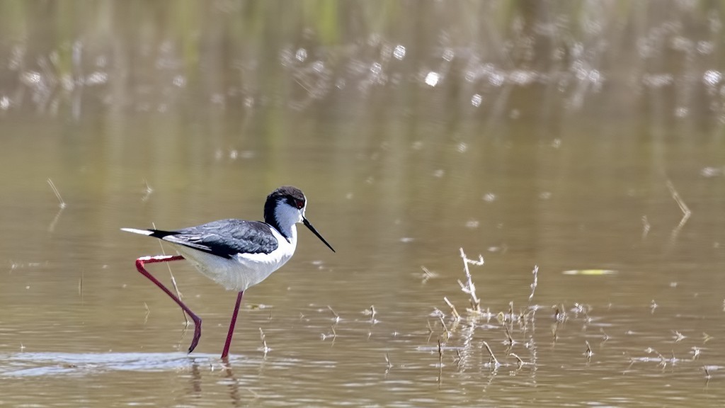 Black-winged Stilt