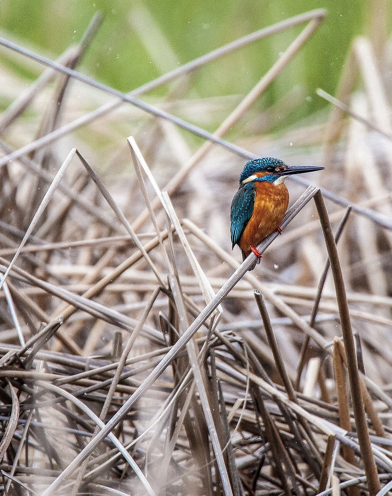 Common Kingfisher