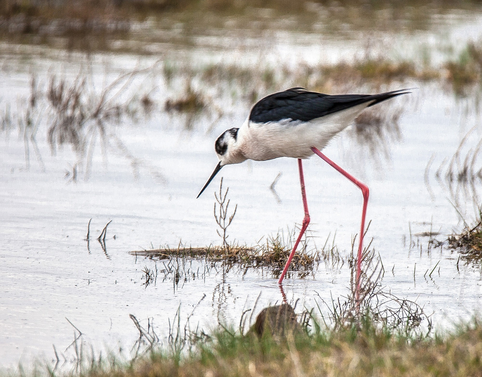 Black-winged Stilt
