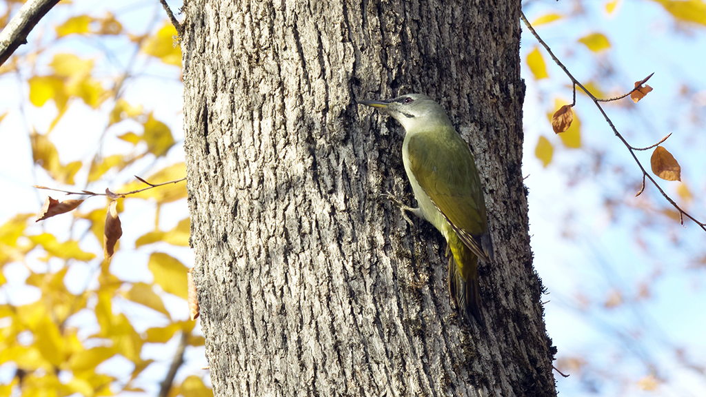 Eurasian Green Woodpecker