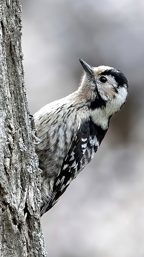 Lesser Spotted Woodpecker
