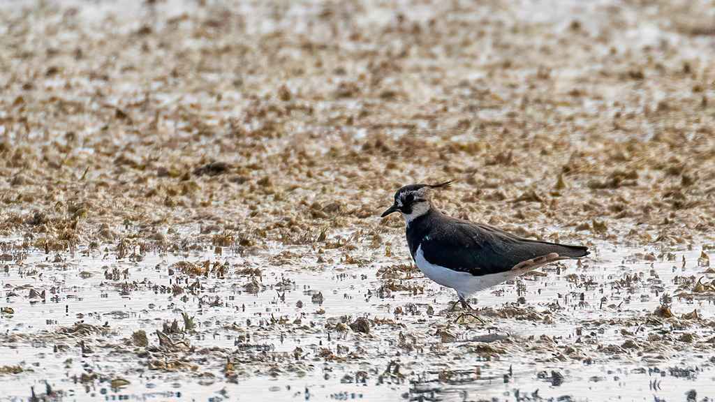 Northern Lapwing