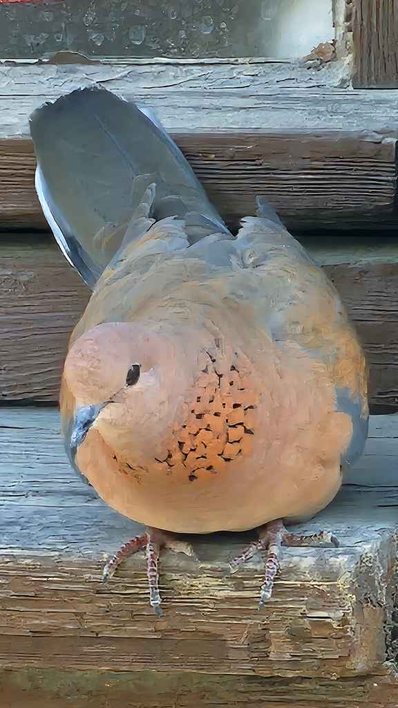 Laughing Dove