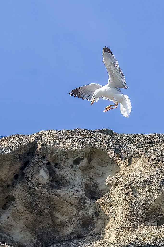 Yellow-legged Gull
