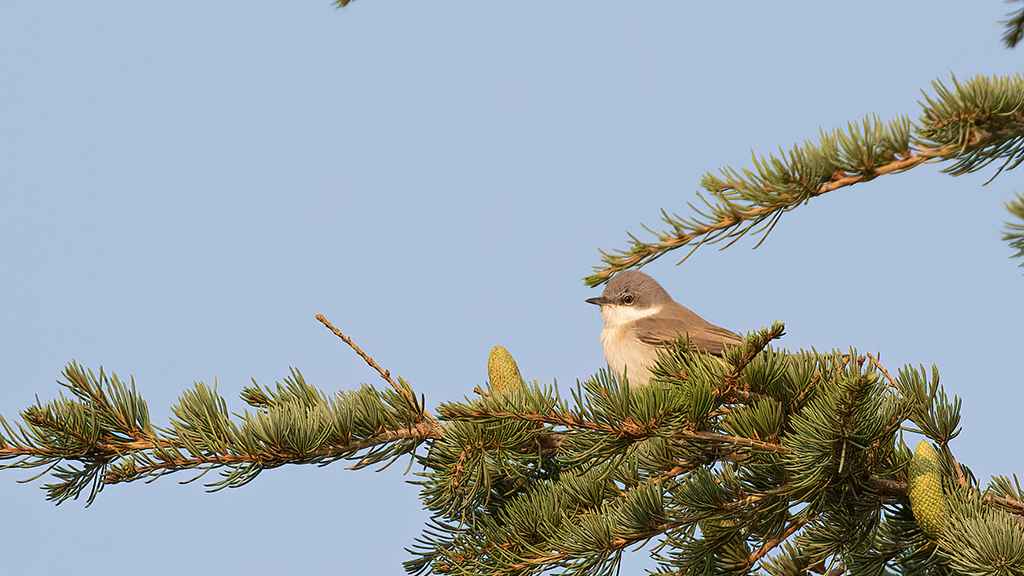 Garden Warbler