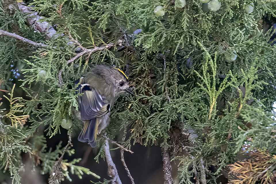 Goldcrest