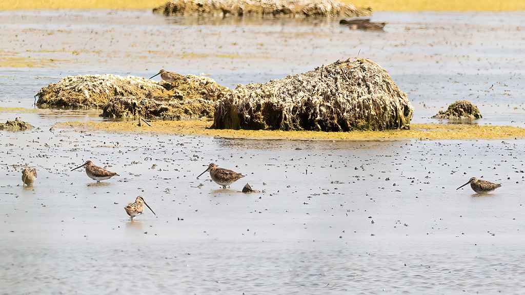 Marsh Sandpiper