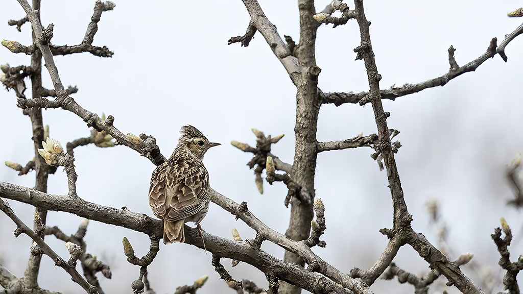 Wood Lark