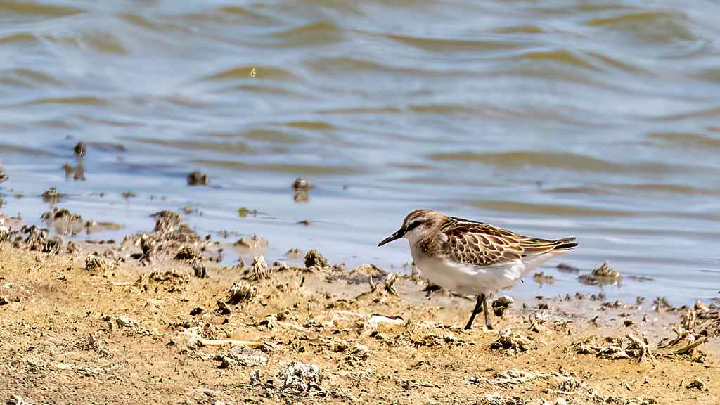 Sanderling