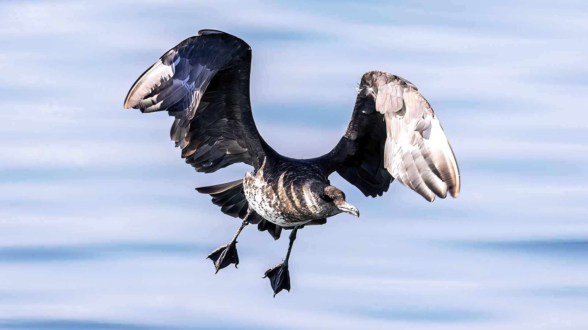 Parasitic Jaeger