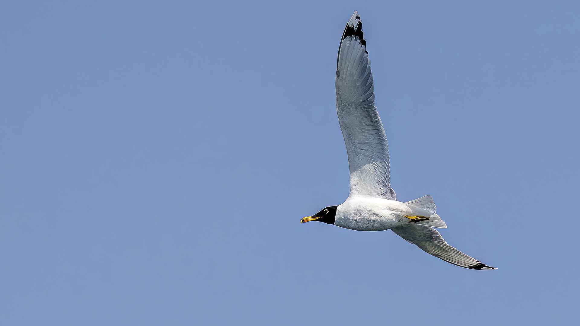 Black-headed Gull
