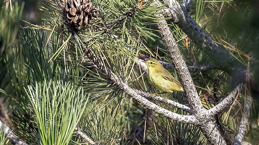 Willow Warbler