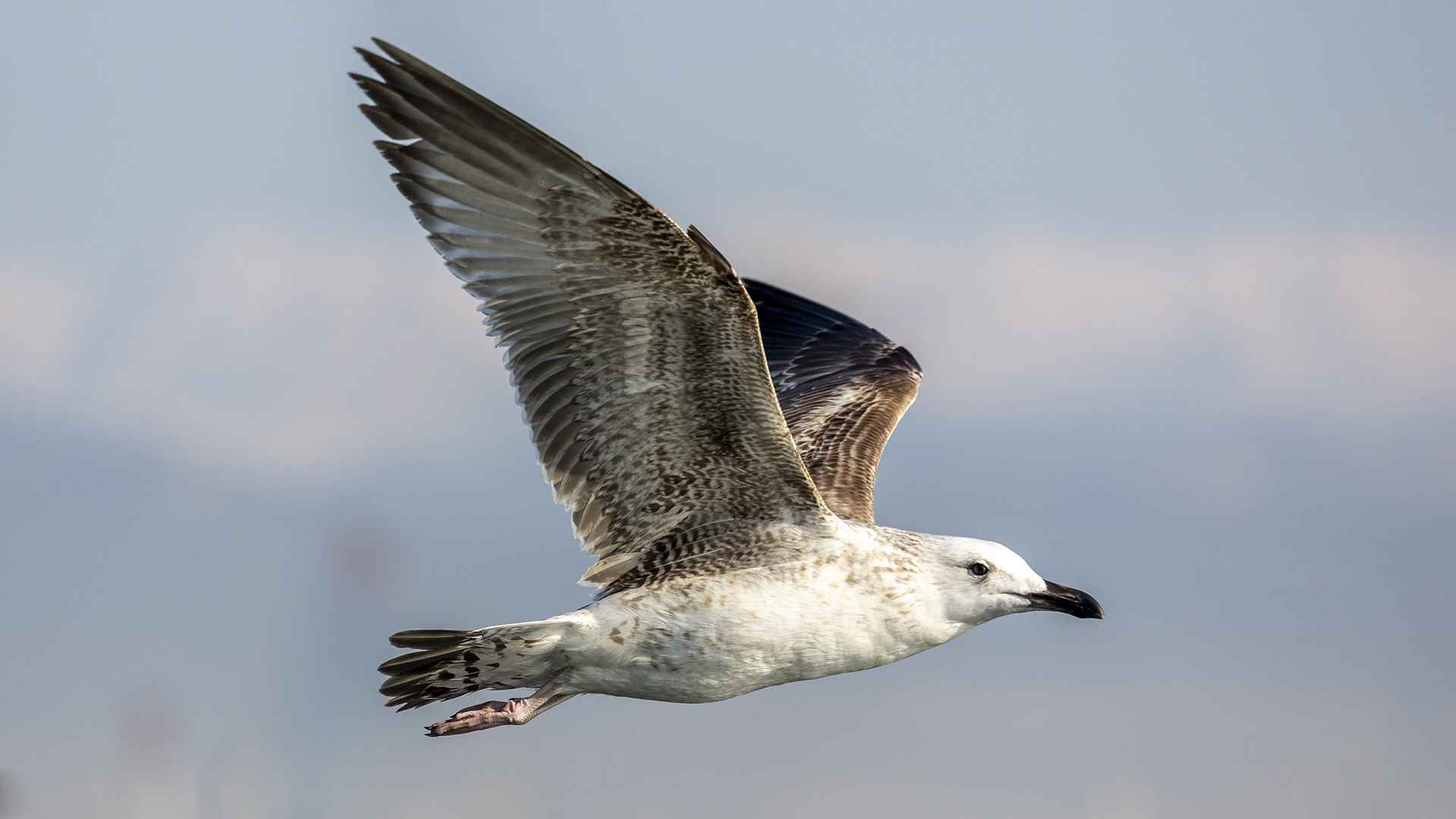Lesser Black-backed Gull