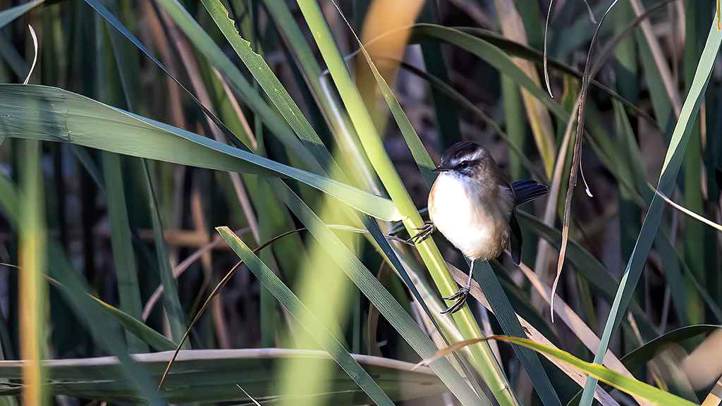 Moustached Warbler