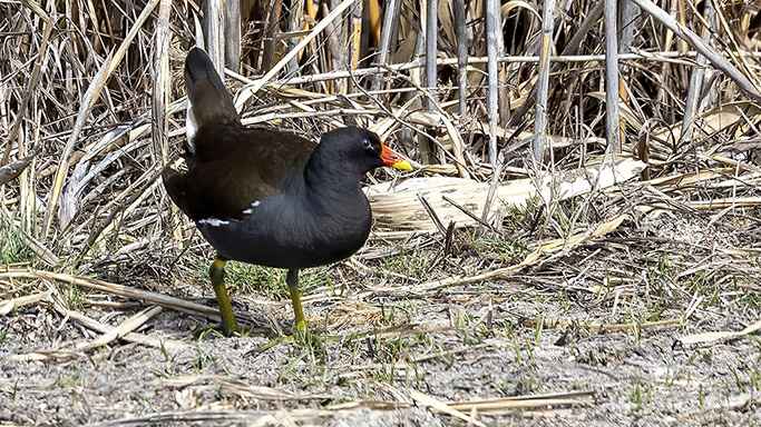Eurasian Moorhen