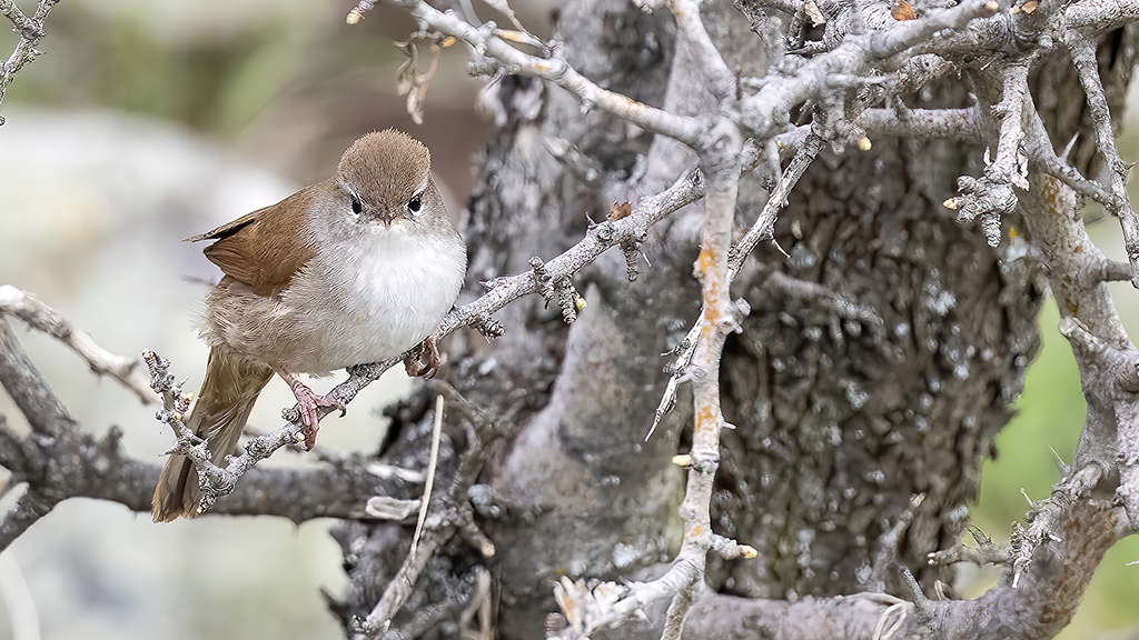 Cetti's Warbler
