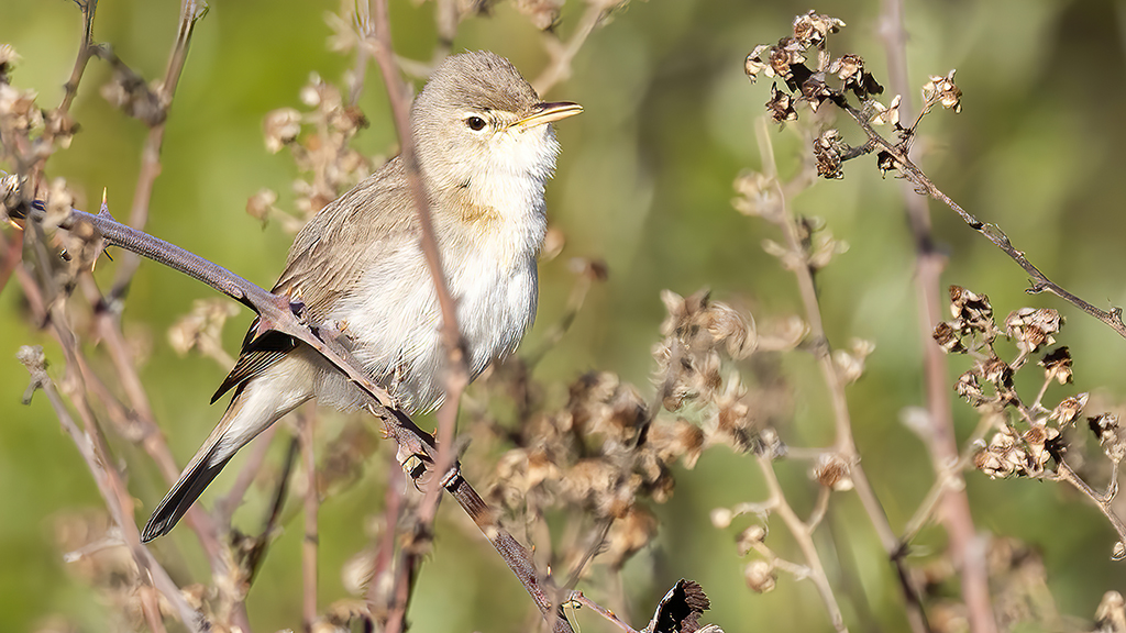 Eastern Olivaceous Warbler