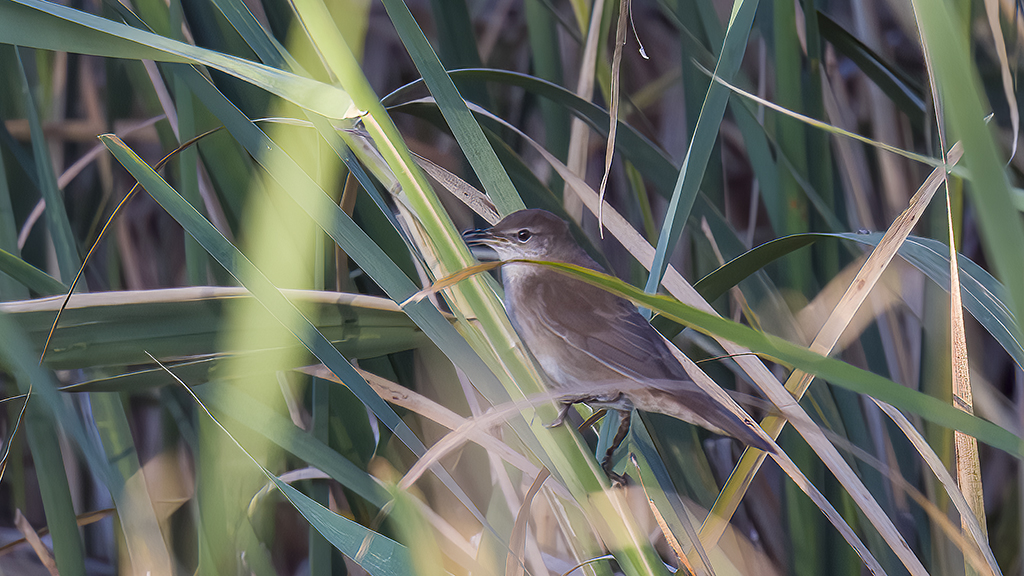 Savi's Warbler