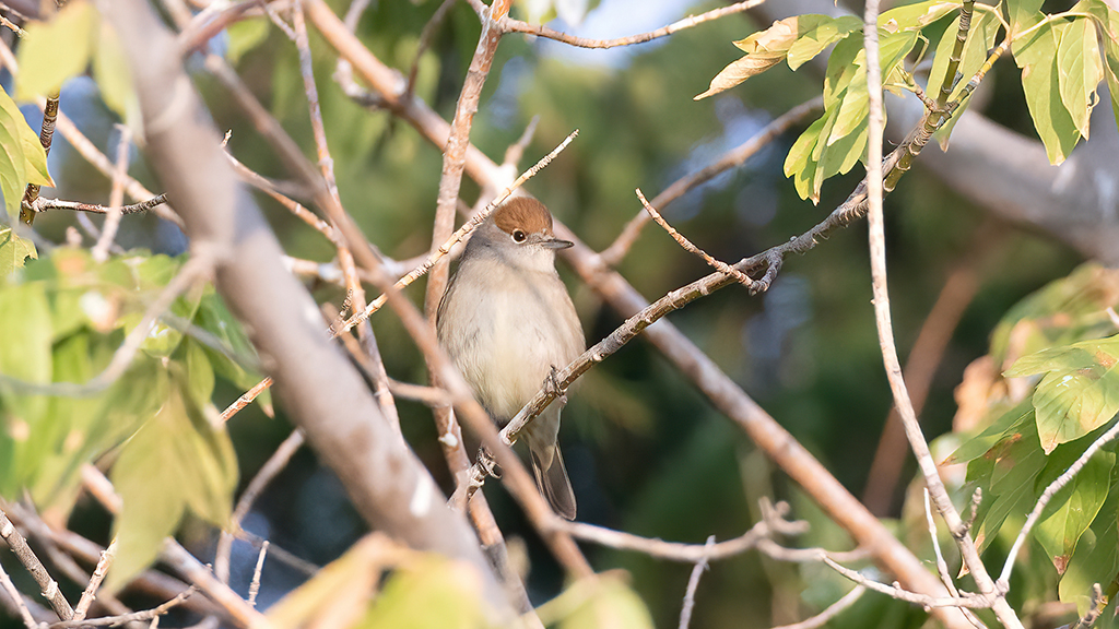 Eurasian Blackcap