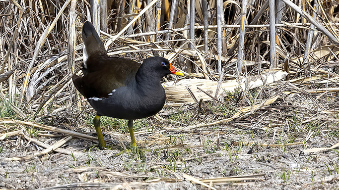 Eurasian Moorhen