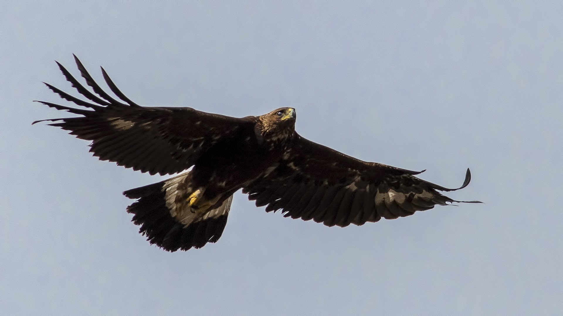 Golden Eagle